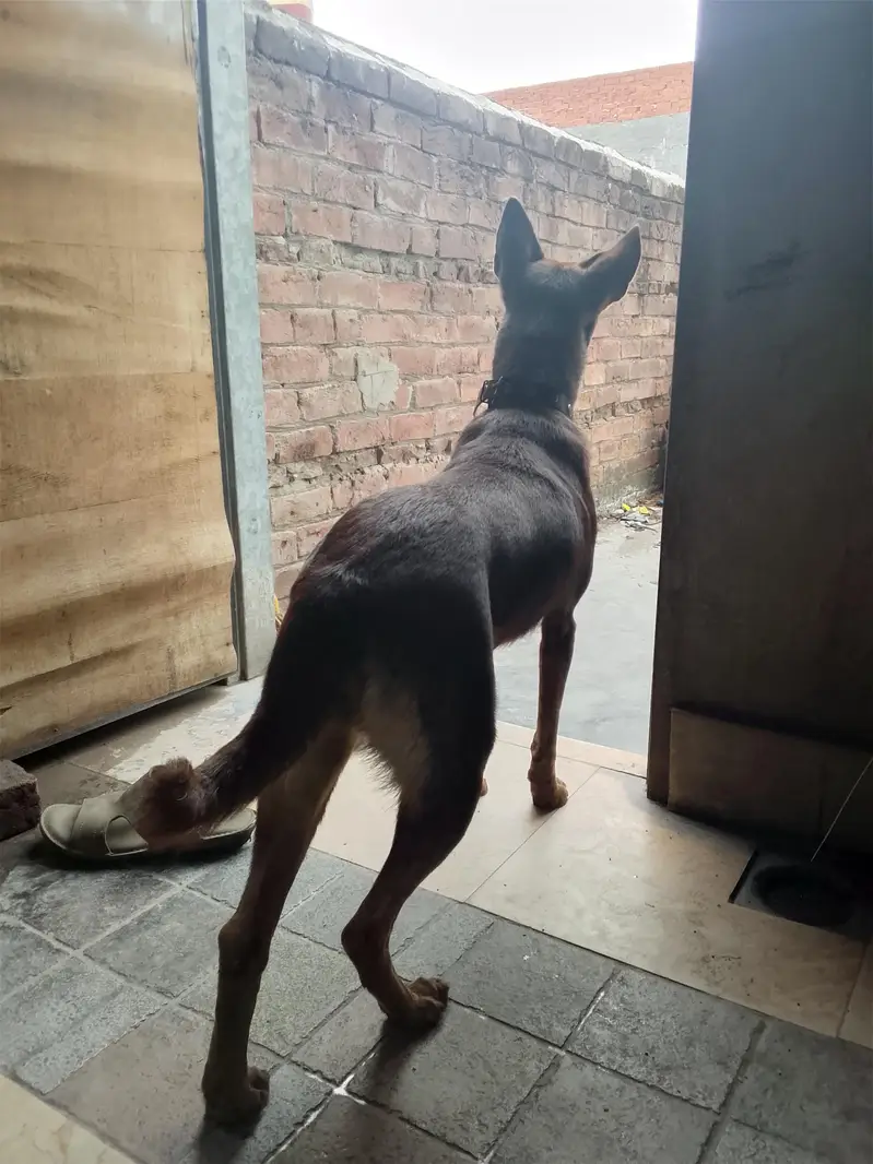 Alsatian bagyari female — photo 3