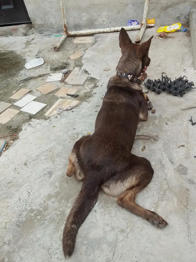 Alsatian bagyari female — photo 5