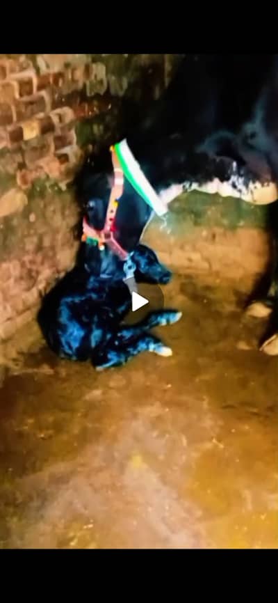 Freash cow for sale