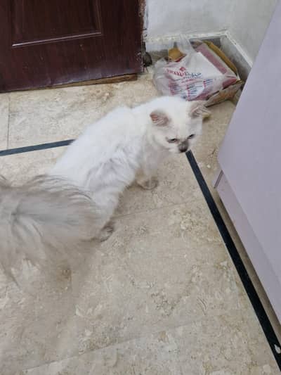 Persian cat  whtp 0311215///9509