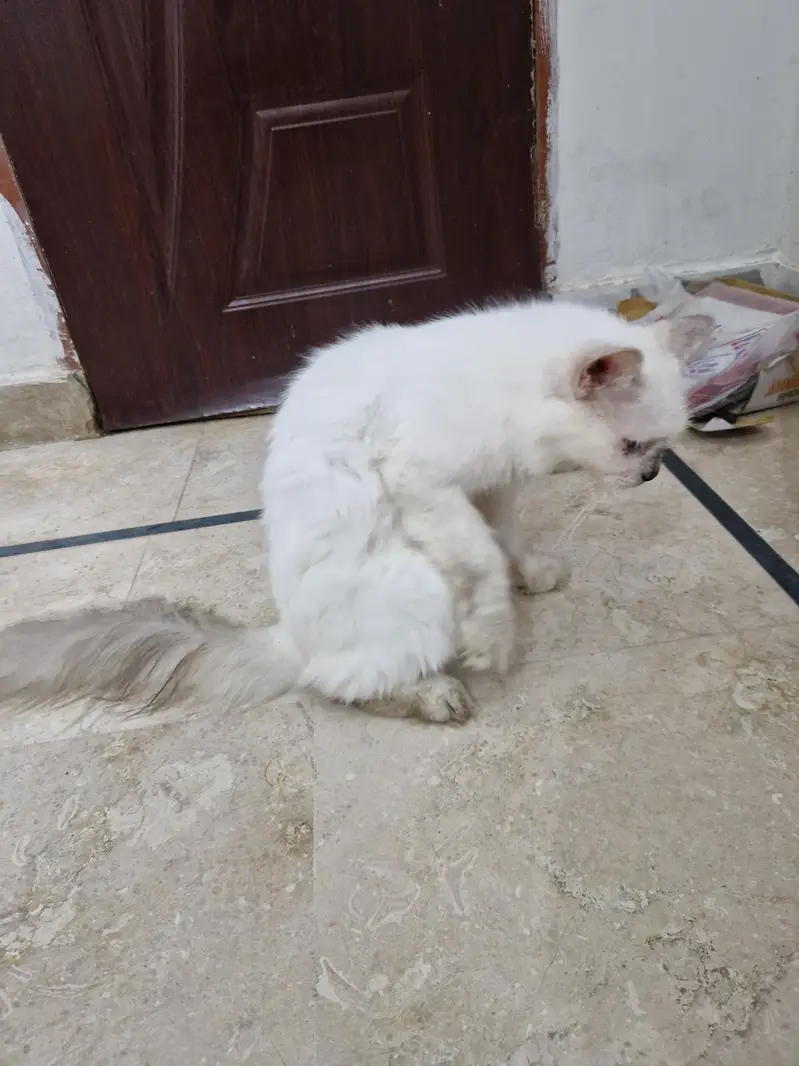 Persian cat  whtp 0311215///9509 — photo 2