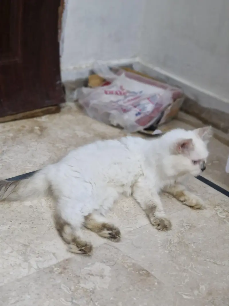 Persian cat  whtp 0311215///9509 — photo 3