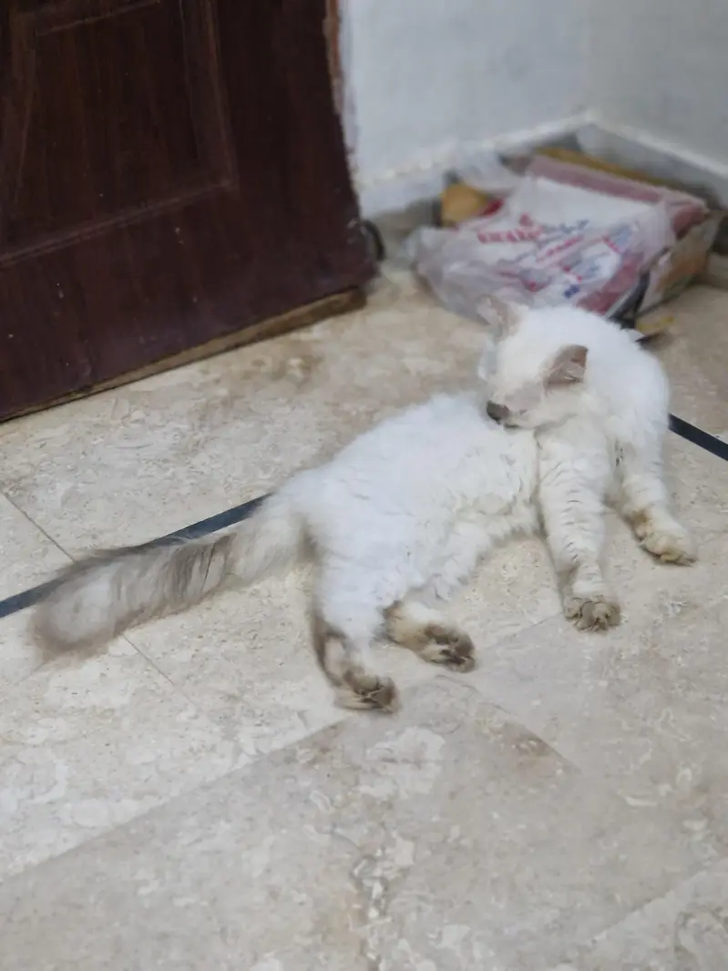Persian cat  whtp 0311215///9509 — photo 4