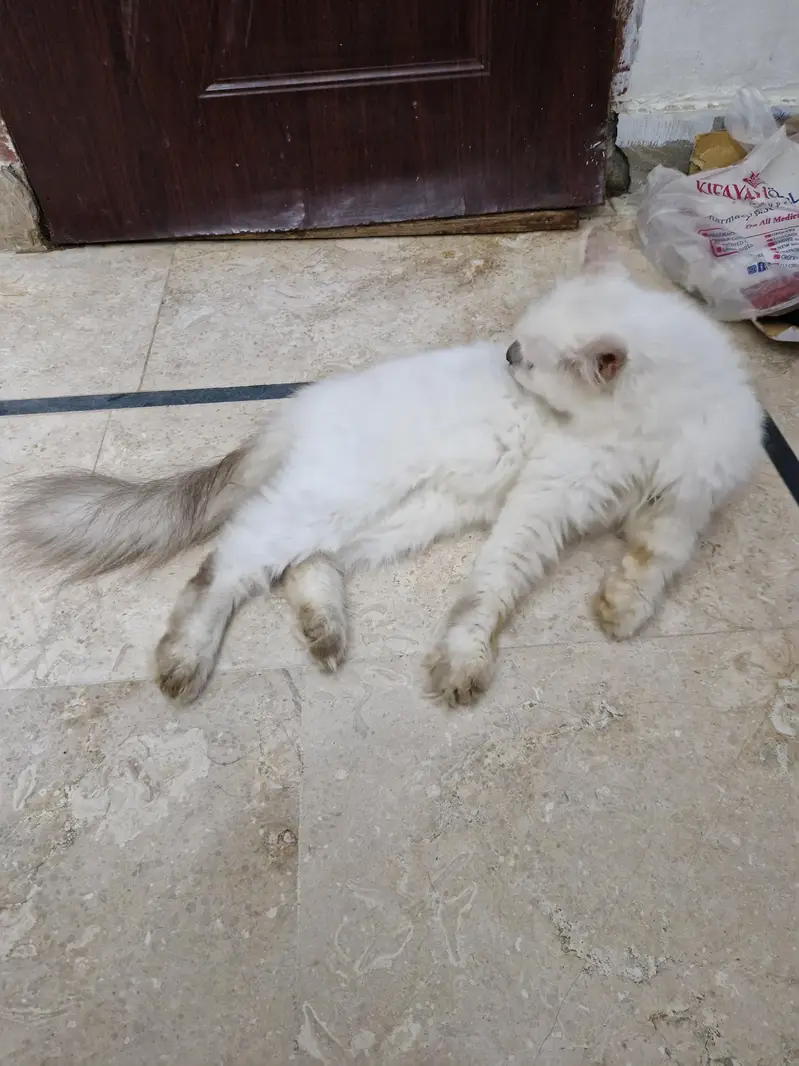 Persian cat  whtp 0311215///9509 — photo 5