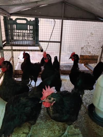 lohman black 3 hens for sale