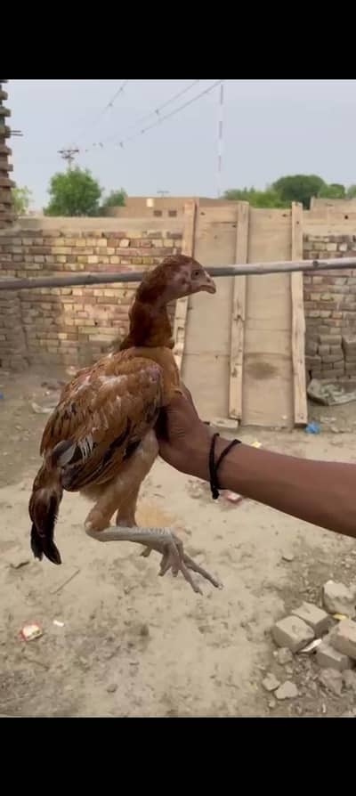 Aseel patheyaan