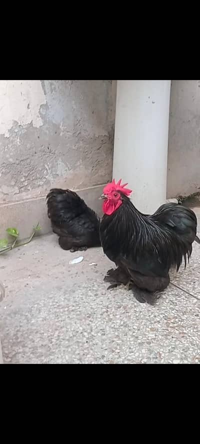 Breeder pair for sale