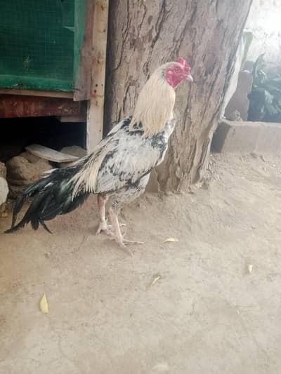 aseel pair 03212177259