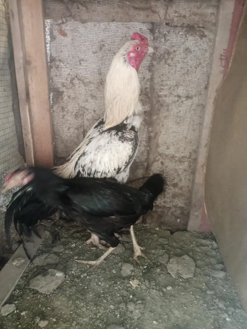 aseel pair 03212177259 — photo 3