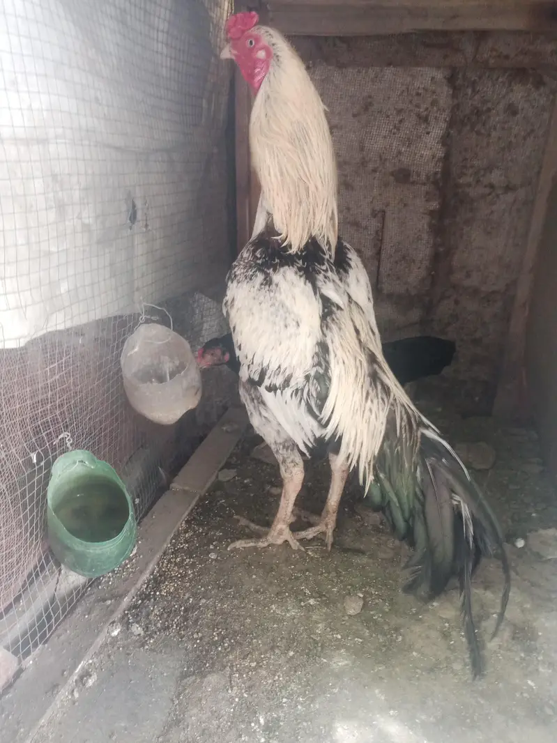 aseel pair 03212177259 — photo 7