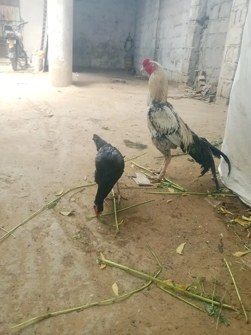 aseel pair 03212177259 — photo 8