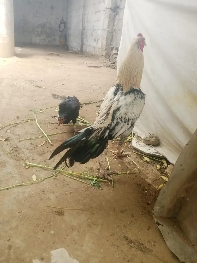 aseel pair 03212177259 — photo 9