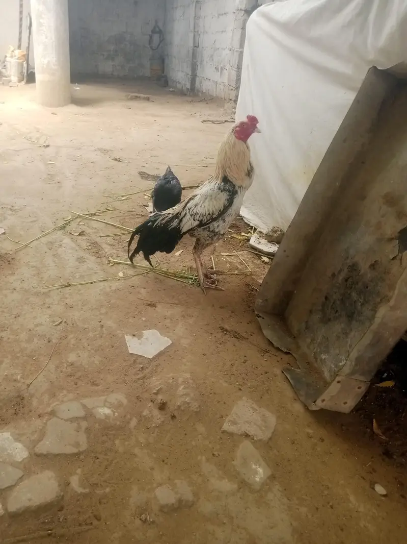 aseel pair 03212177259 — photo 10