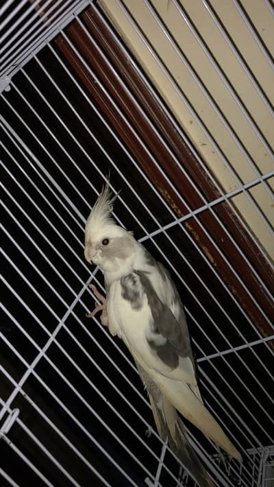pied cocktail