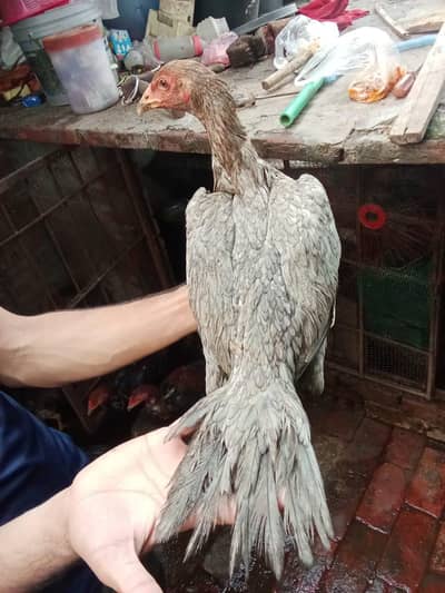 pur thai aseel healthy and vaccinated