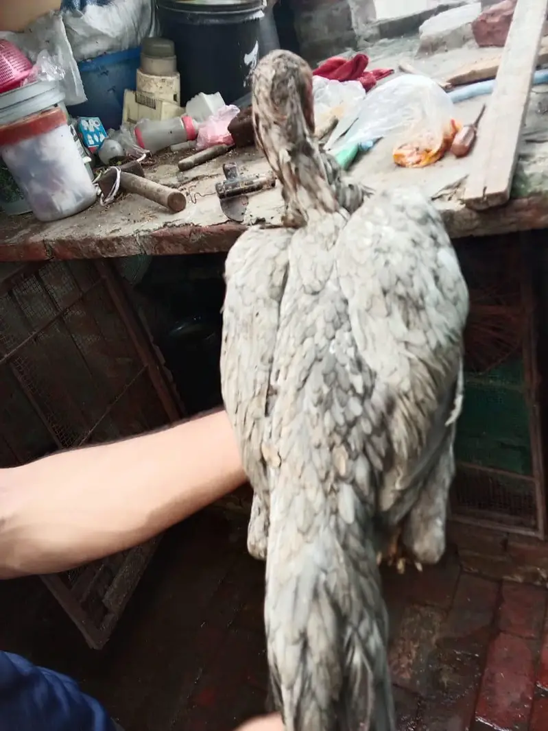 pur thai aseel healthy and vaccinated — photo 2