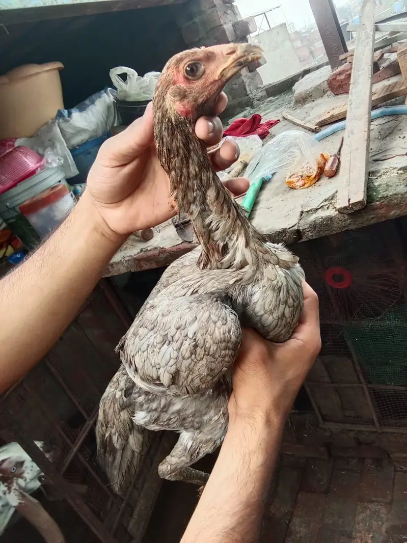 pur thai aseel healthy and vaccinated — photo 4