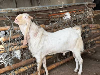 gulabi breeder male barey wajood ma hai video available
