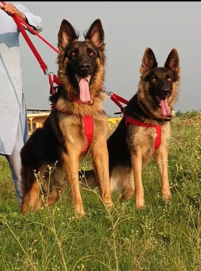 German Shepherd 9 month pair for sale