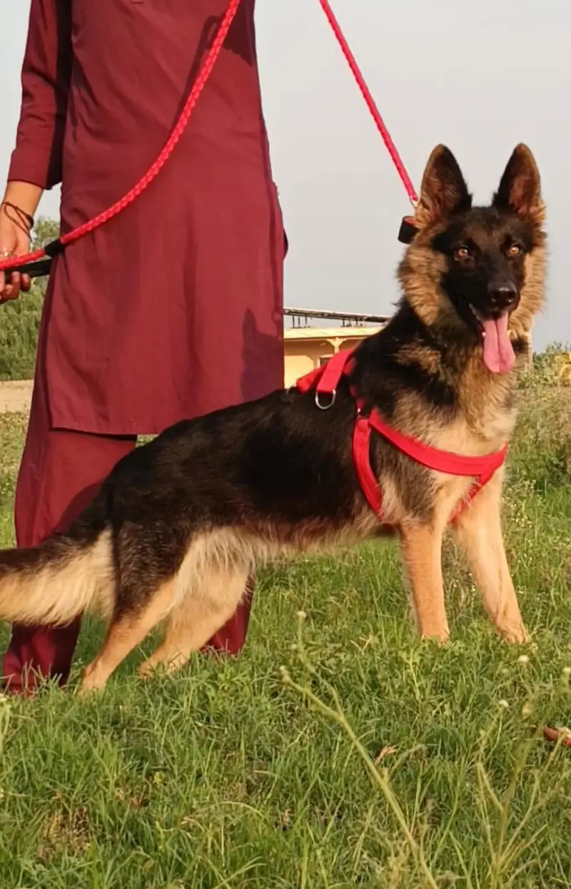 German Shepherd 9 month pair for sale — photo 2