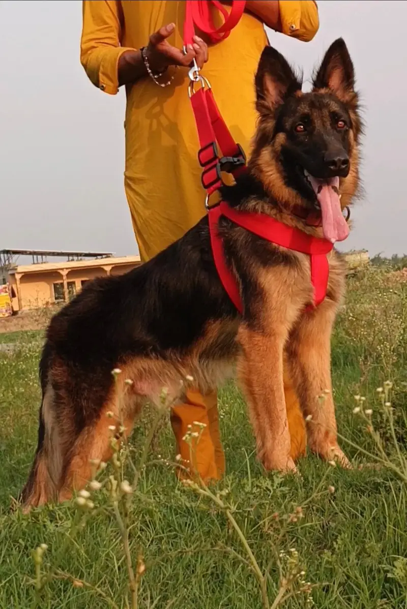 German Shepherd 9 month pair for sale — photo 3