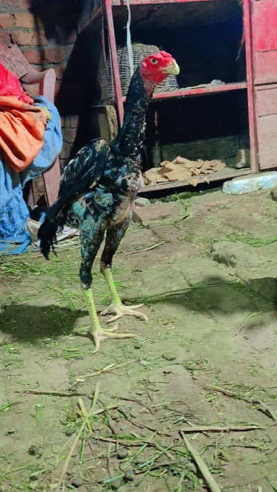shamo