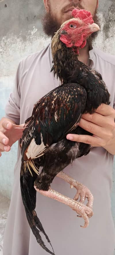 2 aseel pathay home breed 4000 per 0312(5202101)