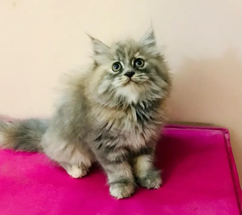 Persian kitten pair — photo 2