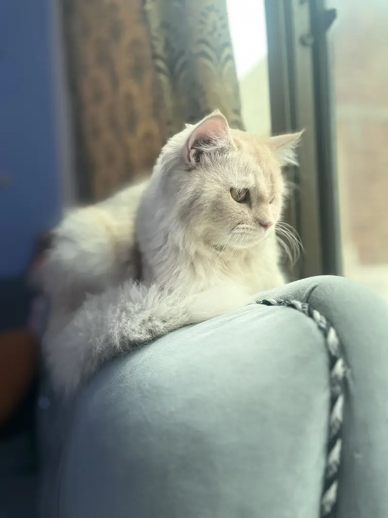 Urgent sale — photo 3