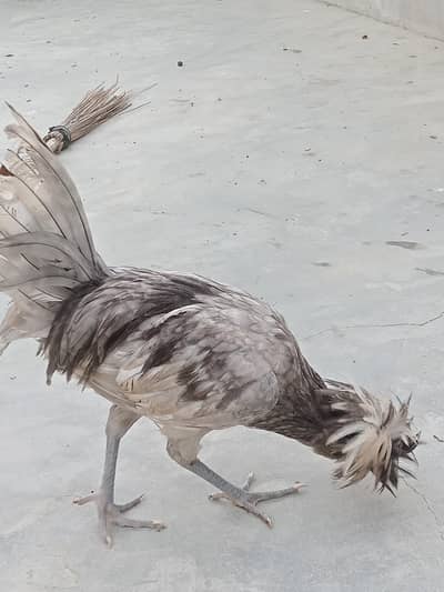 polish crested rooster healthy and active