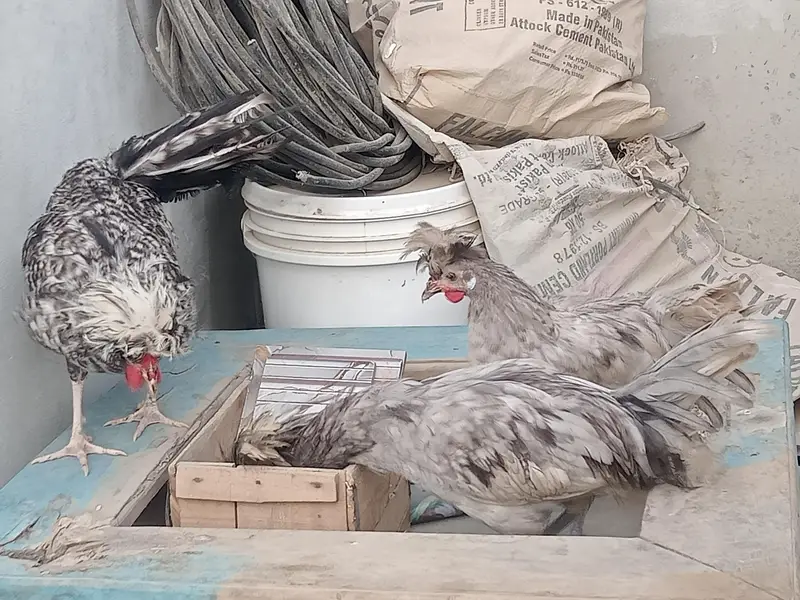 polish crested rooster healthy and active — photo 2