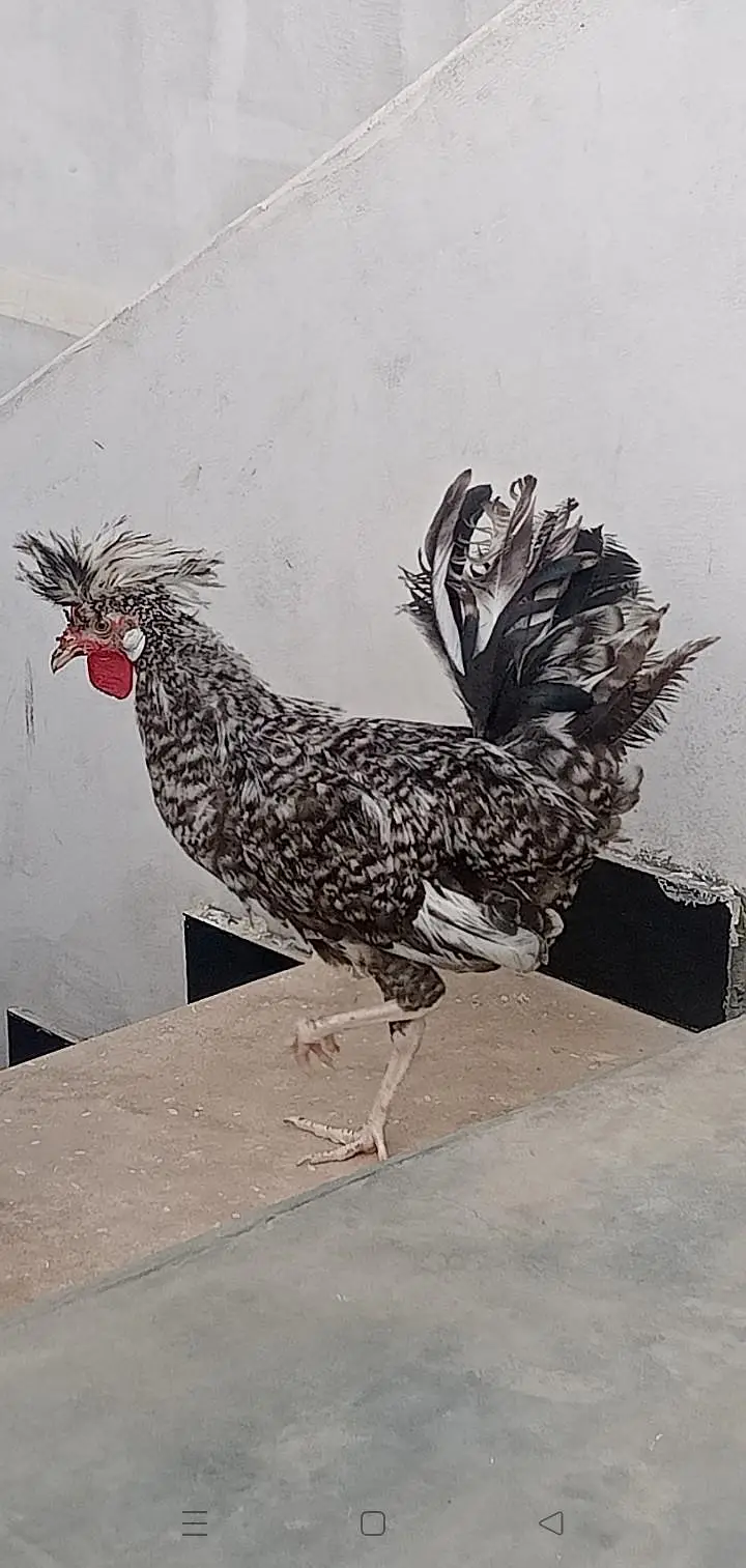 polish crested rooster healthy and active — photo 3