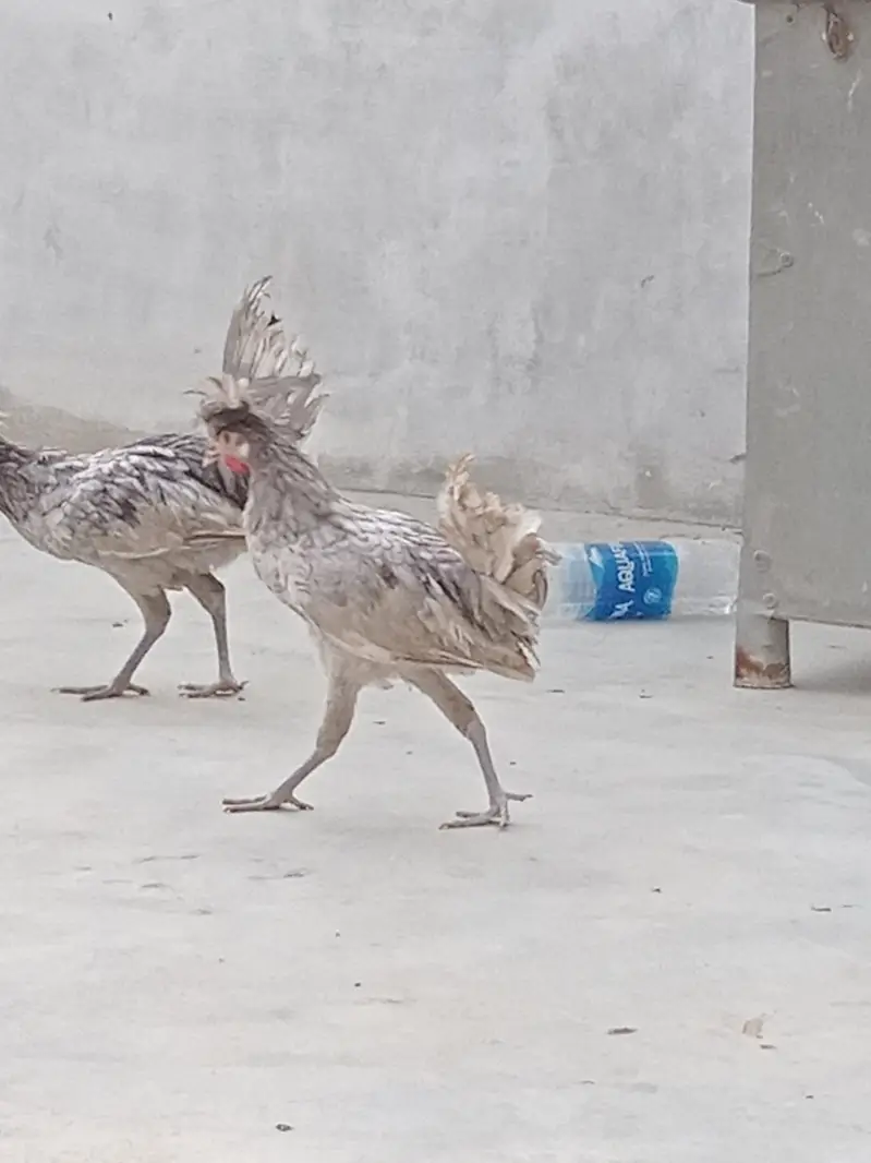polish crested rooster healthy and active — photo 4
