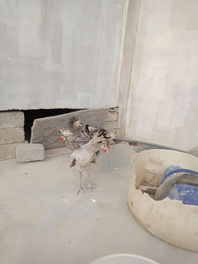 polish crested rooster healthy and active — photo 5