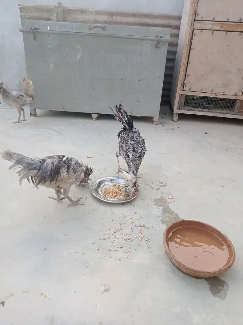 polish crested rooster healthy and active — photo 6