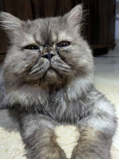  Beautiful Extreme to Piki Persian Cat – Available for Sale