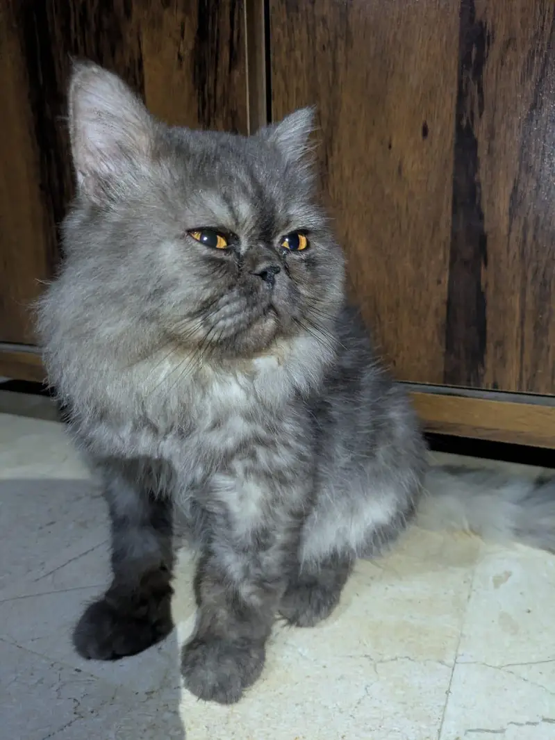 Beautiful Extreme to Piki Persian Cat – Available for Sale — photo 2