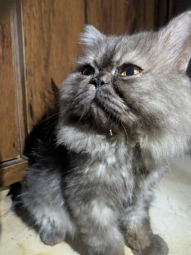 Beautiful Extreme to Piki Persian Cat – Available for Sale — photo 3