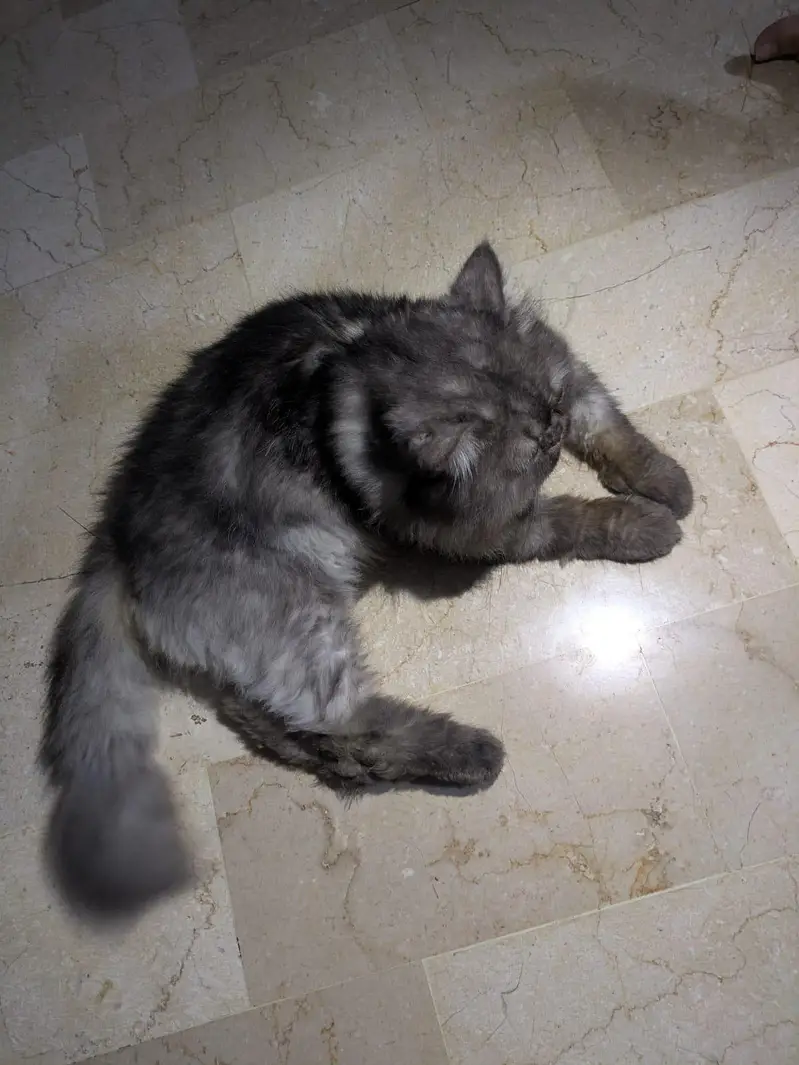 Beautiful Extreme to Piki Persian Cat – Available for Sale — photo 4