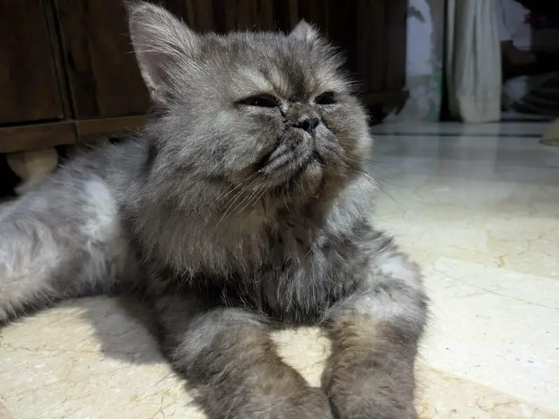 Beautiful Extreme to Piki Persian Cat – Available for Sale — photo 5