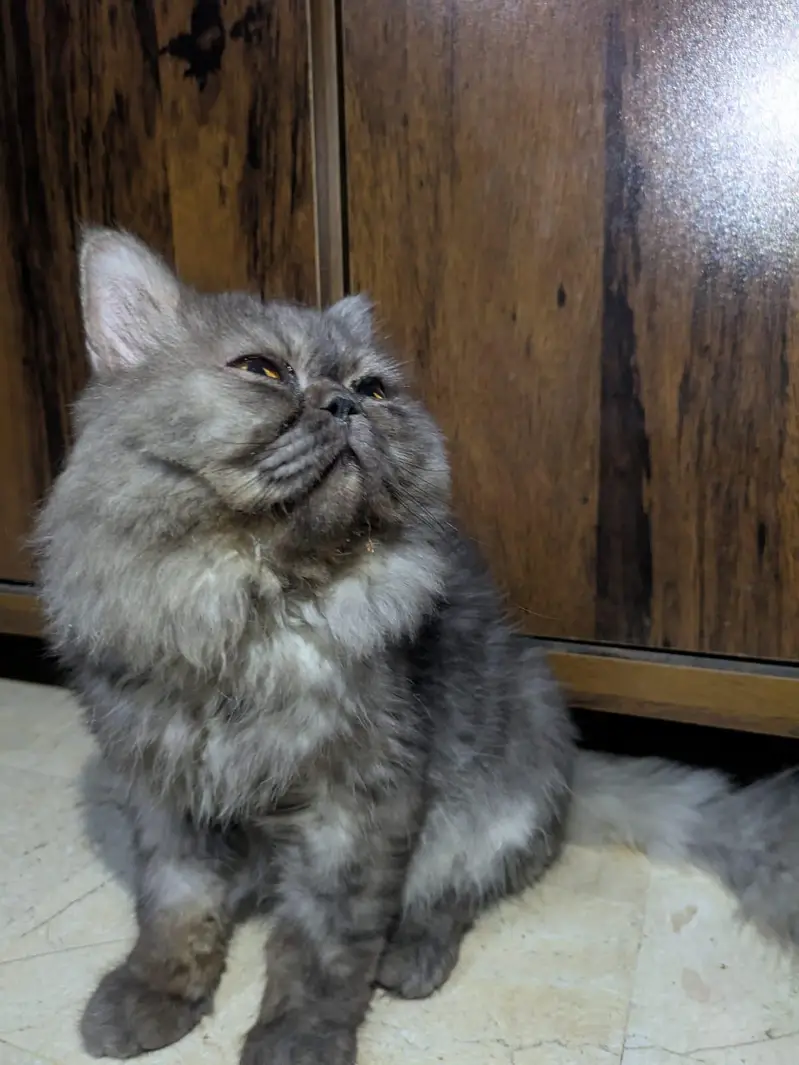 Beautiful Extreme to Piki Persian Cat – Available for Sale — photo 6