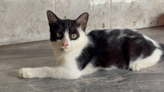persian double coated