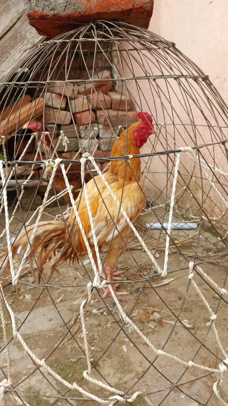 subah ka champion  — photo 2