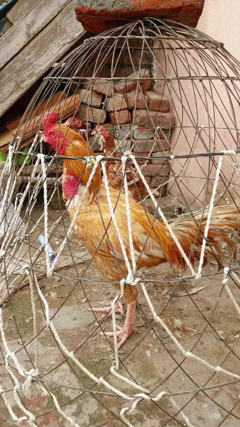 subah ka champion  — photo 3