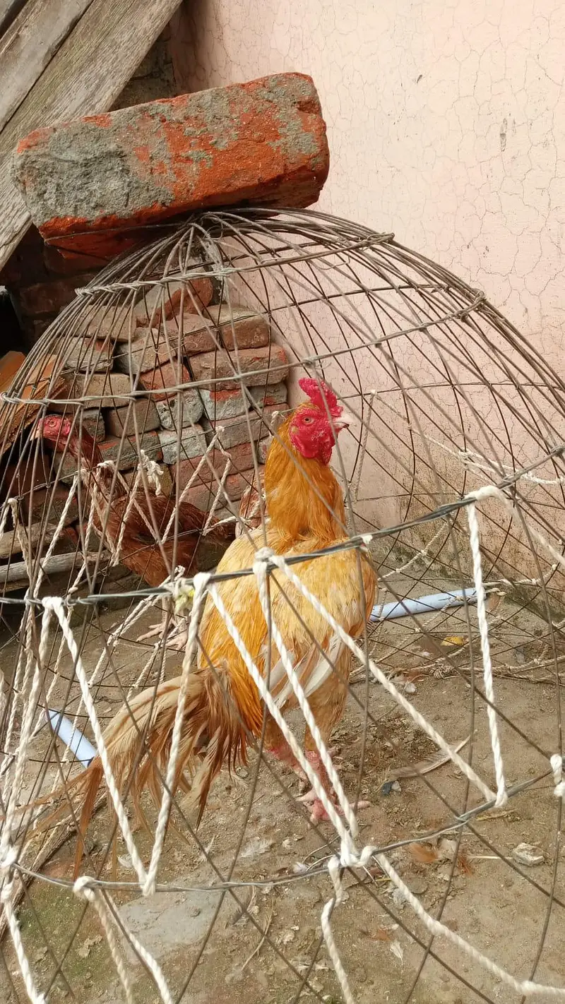 subah ka champion  — photo 4