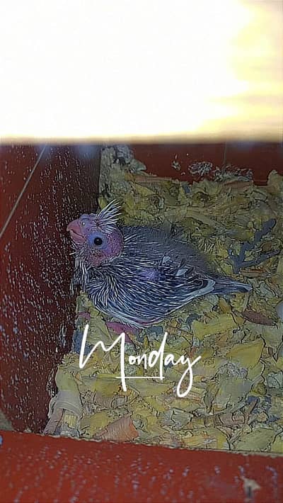 cream pied coacktaisl chicks for hand tame purpose