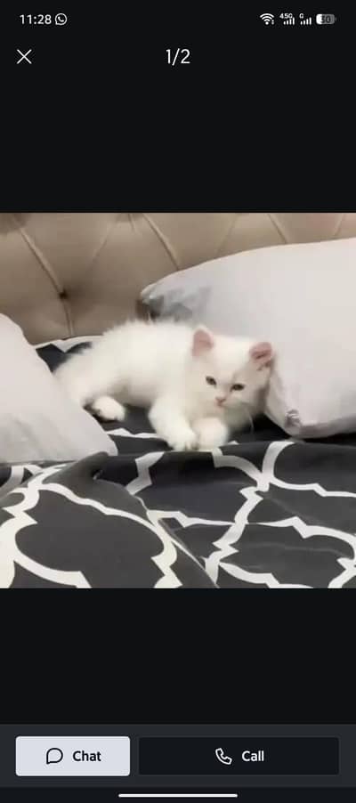person white cat