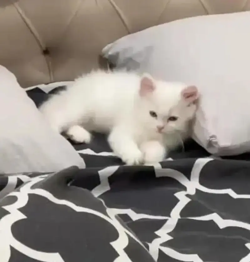 person white cat — photo 2