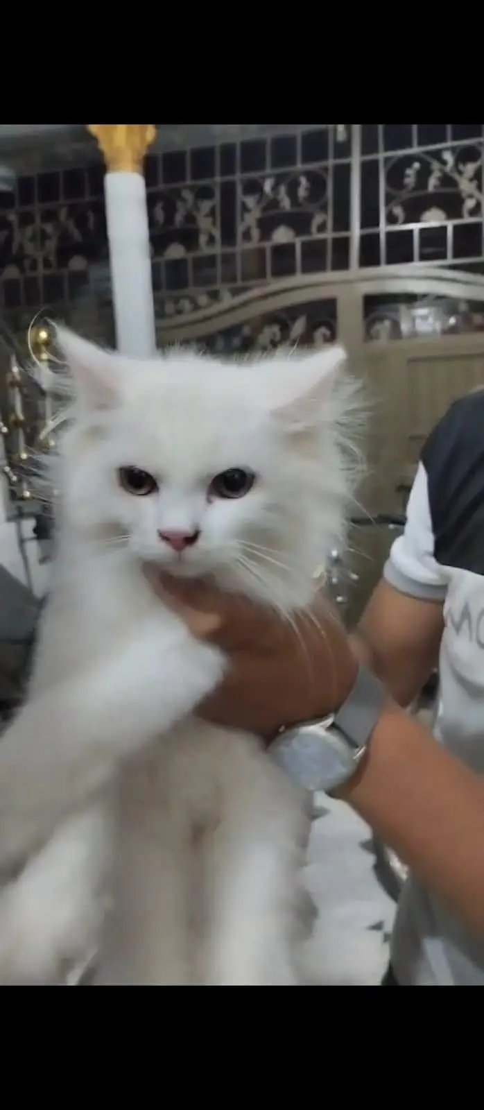 person white cat — photo 3