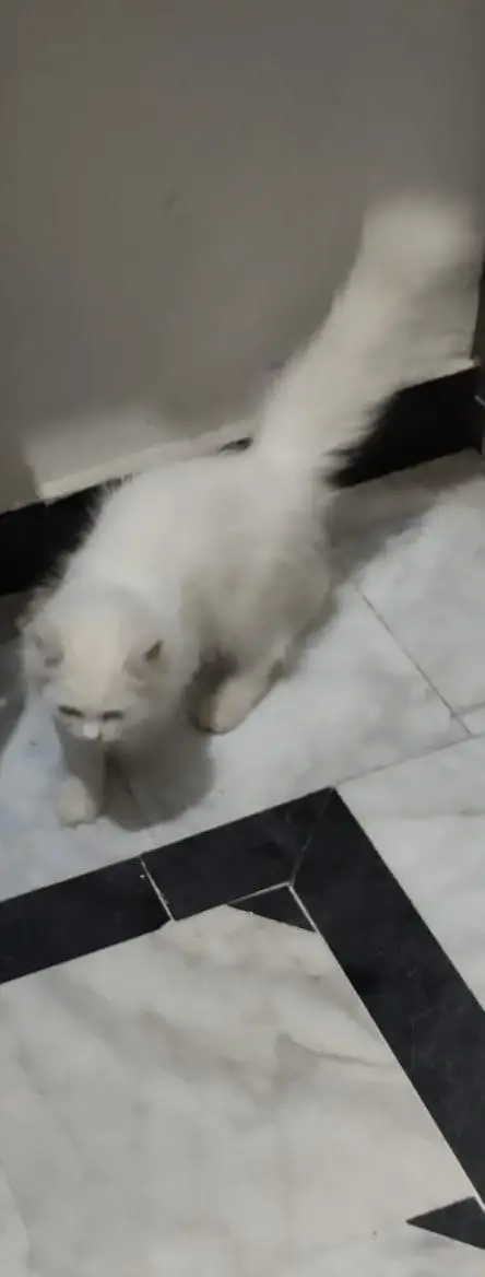 person white cat — photo 4